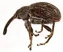 Pepper Weevil - photo 4