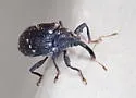 Pepper Weevil - photo 5