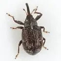 Anthonomus faber - Anthonomus faber