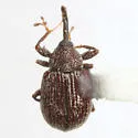 Anthonomus faber - photo 2