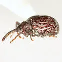 Anthonomus faber - photo 3