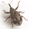 Anthonomus faber - photo 4