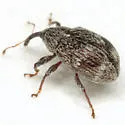 Anthonomus faber - photo 5