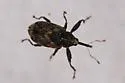 Anthonomus finitimus - photo 3
