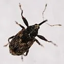 Anthonomus finitimus - photo 4