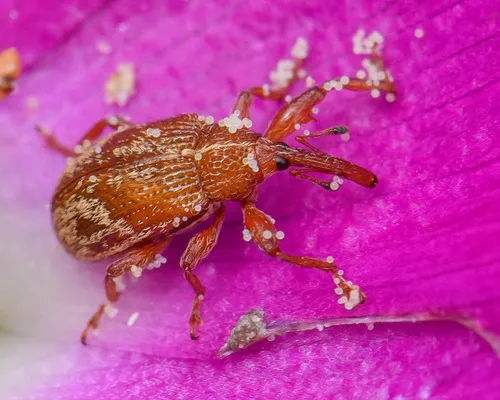 Anthonomus fulvus - Anthonomus fulvus