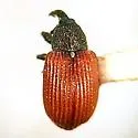 Anthonomus haematopus