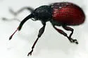 Anthonomus haematopus - photo 2