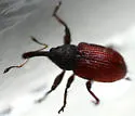 Anthonomus haematopus - photo 3