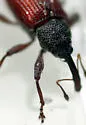 Anthonomus haematopus - photo 4