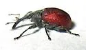 Anthonomus haematopus - photo 5