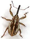 Anthonomus helianthi - photo 2