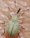 Anthonomus heterogenus - photo 2