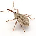 Anthonomus heterothecae - Anthonomus heterothecae