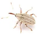 Anthonomus heterothecae - photo 2