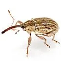 Anthonomus heterothecae - photo 3