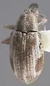 Anthonomus inermis