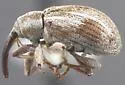 Anthonomus inermis - photo 2