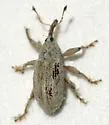 Anthonomus jacobinus - Anthonomus jacobinus