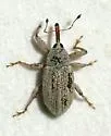Anthonomus jacobinus - photo 2