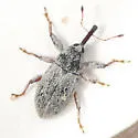 Anthonomus jacobinus - photo 3