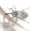 Anthonomus jacobinus - photo 4