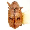 Anthonomus juniperinus - Anthonomus juniperinus