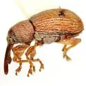 Anthonomus juniperinus - photo 2
