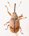 Anthonomus juniperinus - photo 3
