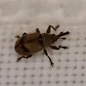 Anthonomus juniperinus - photo 4