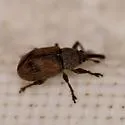 Anthonomus juniperinus - photo 5