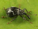 Anthonomus lecontei - Anthonomus lecontei