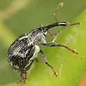 Anthonomus lecontei - photo 3