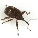 Anthonomus leucostictus - Anthonomus leucostictus