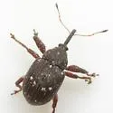 Anthonomus leucostictus - photo 2