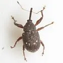 Anthonomus leucostictus - photo 3