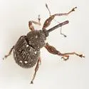 Anthonomus leucostictus - photo 4