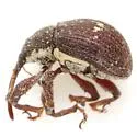 Anthonomus leucostictus - photo 5