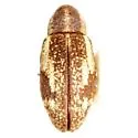 Anthonomus ligatus - Anthonomus ligatus