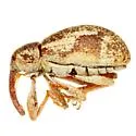 Anthonomus ligatus - photo 2