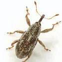 Anthonomus ligatus - photo 3