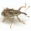 Anthonomus ligatus - photo 4