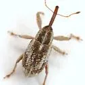 Anthonomus ligatus - photo 5