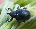 Anthonomus morulus - Anthonomus morulus