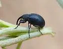 Anthonomus morulus - photo 2