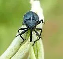 Anthonomus morulus - photo 3