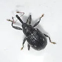 Cranberry Weevil - Anthonomus musculus