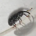 Cranberry Weevil - photo 2