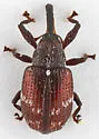 Cranberry Weevil - photo 3