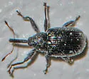 Cranberry Weevil - photo 4